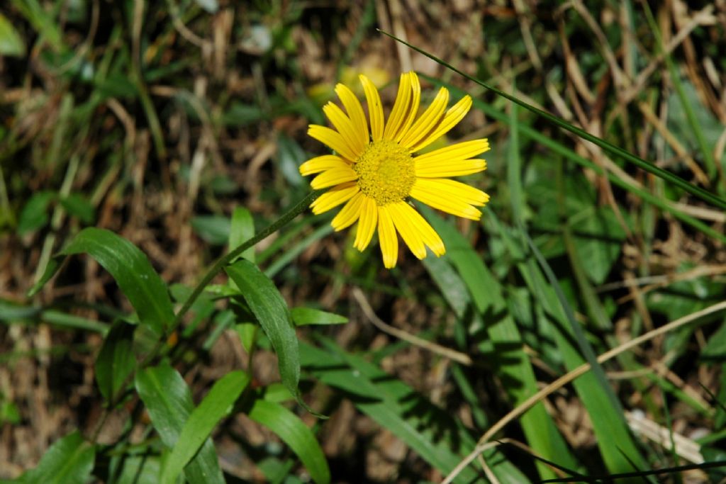 Asteraceae: Buphthalnum salicifolium